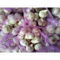 Wholesale 2021 New Fresh Garlic Supplier 3P/5P Normal White Garlic
